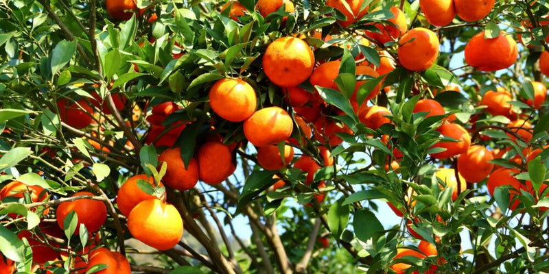 Fresh Ingredients From Local Farms to Your Scoop